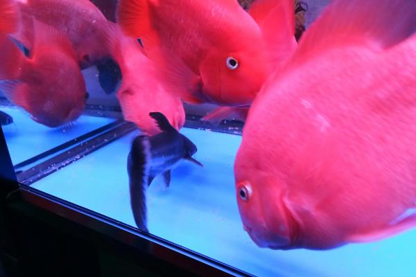 红鹦鹉鱼可以繁殖吗，相同品种不能繁殖