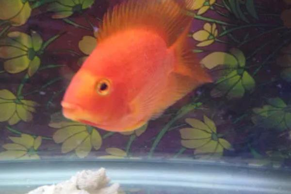 红鹦鹉鱼可以繁殖吗，相同品种不能繁殖