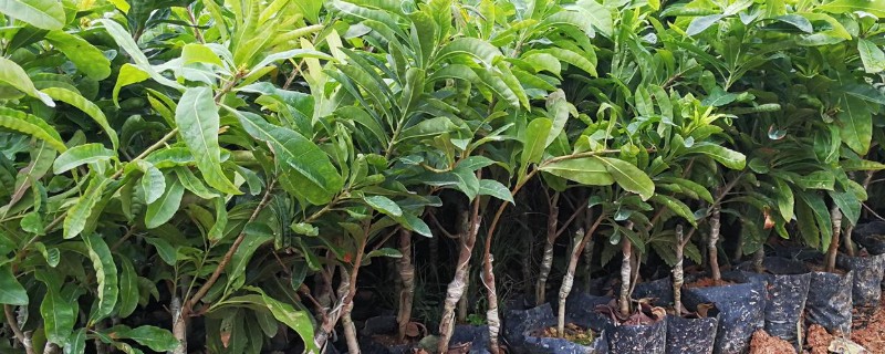 杨梅树苗的种植方法，种植前修剪枝叶可提高成活率