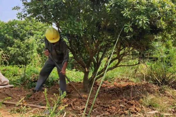 杨梅树苗的种植方法，种植前修剪枝叶可提高成活率