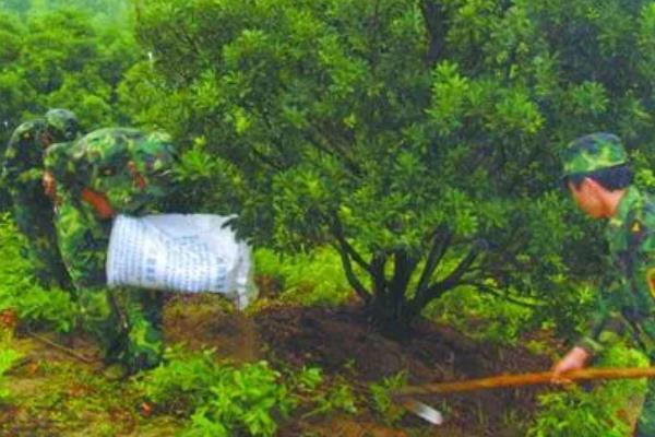 杨梅树苗的种植方法，种植前修剪枝叶可提高成活率