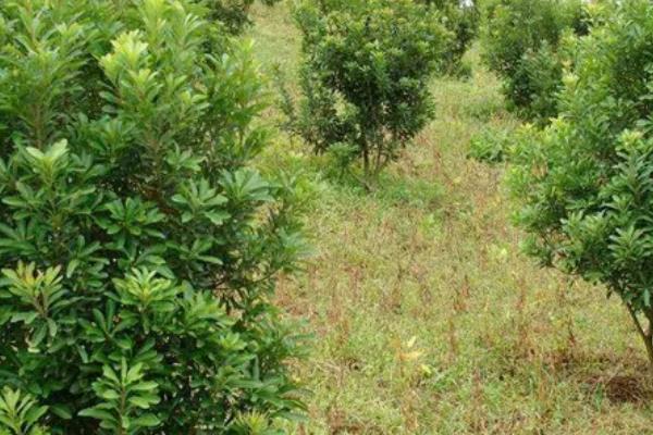 杨梅树苗的种植方法，种植前修剪枝叶可提高成活率