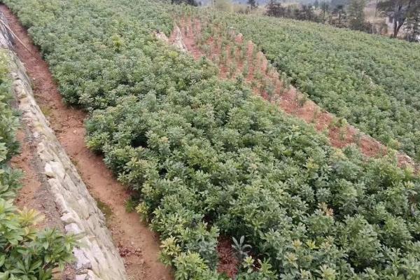 杨梅树苗的种植方法，种植前修剪枝叶可提高成活率
