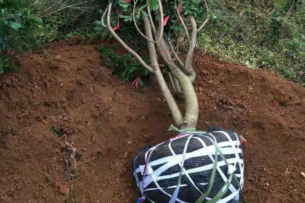 杨梅树苗的种植方法，种植前修剪枝叶可提高成活率