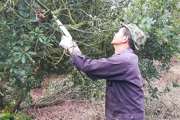 杨梅树苗的种植方法，种植前修剪枝叶可提高成活率