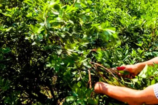 杨梅树苗的种植方法，种植前修剪枝叶可提高成活率
