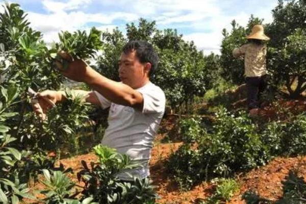 杨梅树苗的种植方法，种植前修剪枝叶可提高成活率
