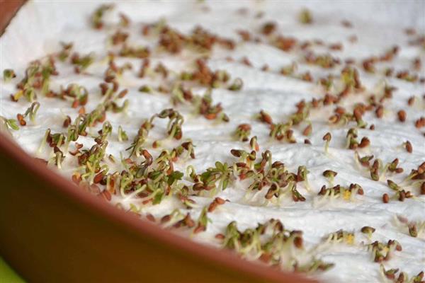 芹菜种子如何催芽，催芽的适宜温度为15-20℃