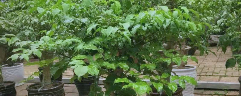 幸福树几天浇水一次，春秋季每隔3-4天浇水一次