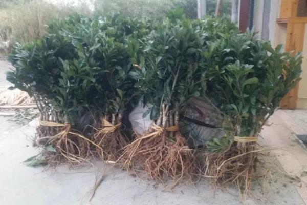 杨梅树苗的种植方法，种植前修剪枝叶可提高成活率