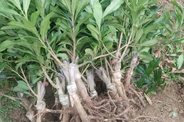 杨梅树苗的种植方法，种植前修剪枝叶可提高成活率