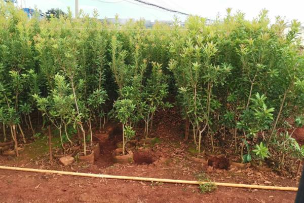 杨梅树苗的种植方法，种植前修剪枝叶可提高成活率