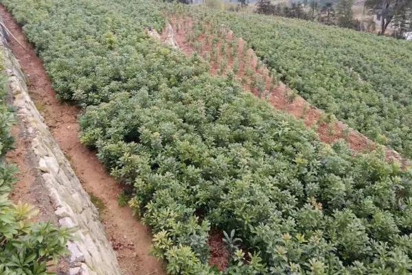 杨梅树苗的种植方法，种植前修剪枝叶可提高成活率