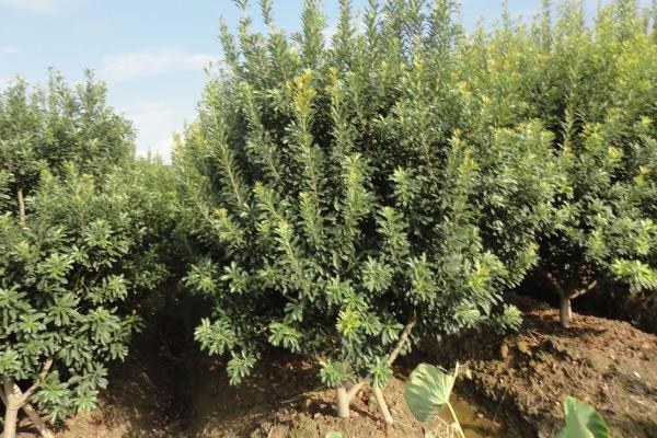 杨梅树苗的种植方法，种植前修剪枝叶可提高成活率