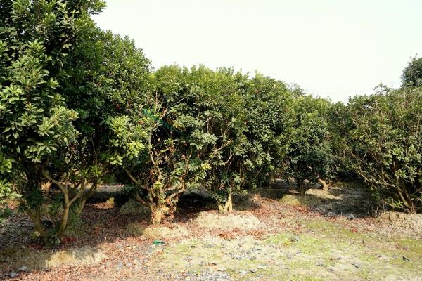 杨梅树苗的种植方法，种植前修剪枝叶可提高成活率