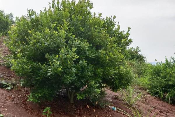 杨梅树苗的种植方法，种植前修剪枝叶可提高成活率