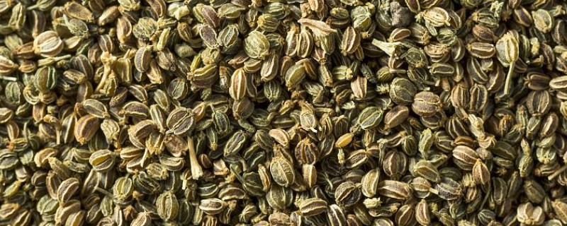 芹菜种子如何催芽，催芽的适宜温度为15-20℃