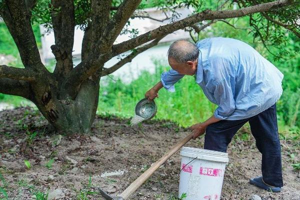 杨梅树苗的种植方法，种植前修剪枝叶可提高成活率