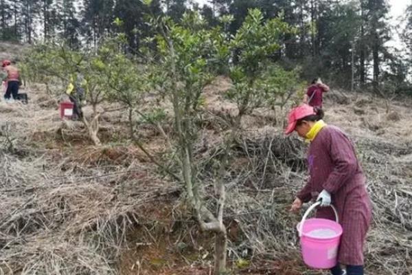 杨梅树苗的种植方法，种植前修剪枝叶可提高成活率