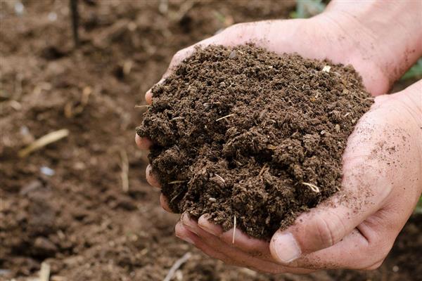 艳日辉的繁殖方式，对叶片消毒涂抹生根粉后再扦插