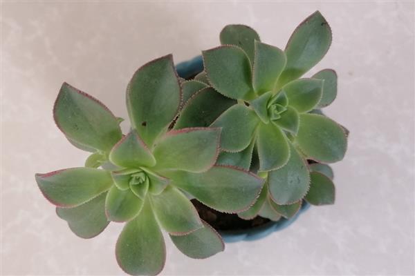 艳日辉的繁殖方式，对叶片消毒涂抹生根粉后再扦插