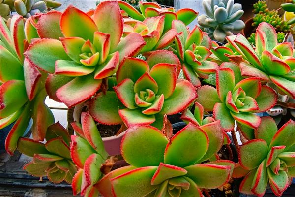 艳日辉的繁殖方式，对叶片消毒涂抹生根粉后再扦插