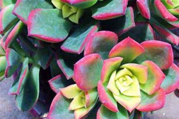 艳日辉的繁殖方式，对叶片消毒涂抹生根粉后再扦插