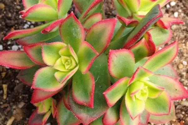 艳日辉的繁殖方式，对叶片消毒涂抹生根粉后再扦插