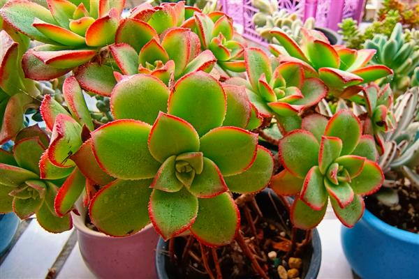 艳日辉的繁殖方式，对叶片消毒涂抹生根粉后再扦插