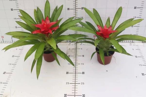 怎样在室内养鸿运当头，一定要注意通风