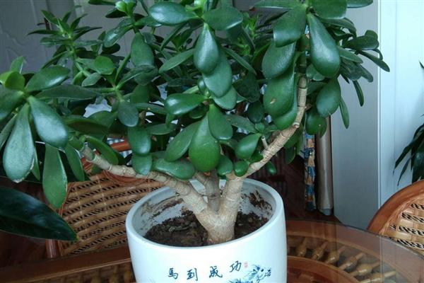 怎么养殖燕子掌，春季每周浇水2-3次