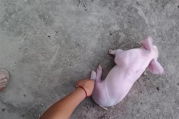 小猪的后腿为何突然站不起来，可能是缺钙、霉菌毒素中毒等因素所致