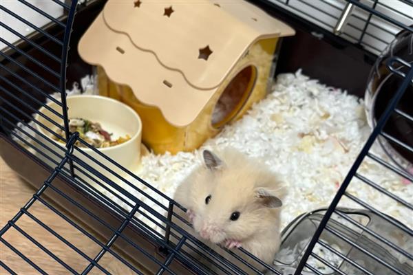 仓鼠笼的设计要点，会配置爬道、滚轮和躲避屋等