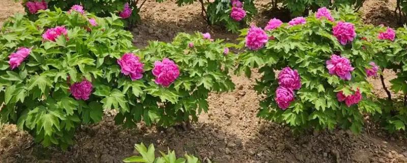 牡丹的种植方法，可在7-8月时种植