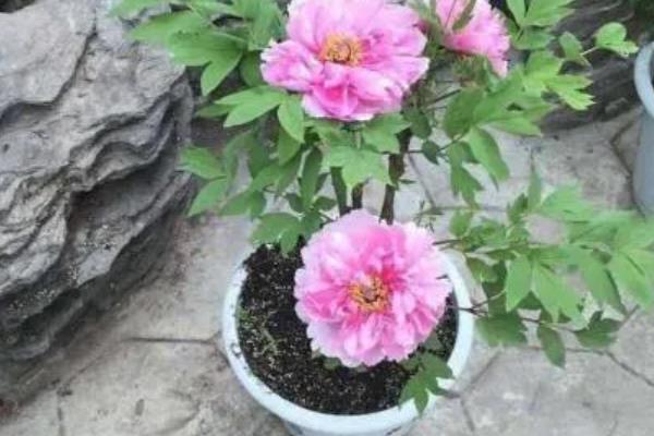 牡丹的种植方法，可在7-8月时种植