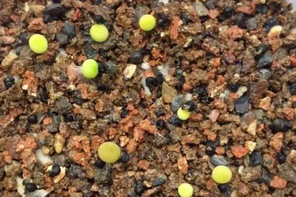 牡丹的种植方法，可在7-8月时种植
