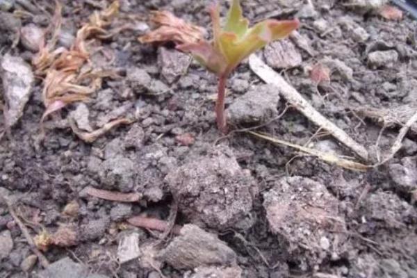 牡丹的种植方法，可在7-8月时种植