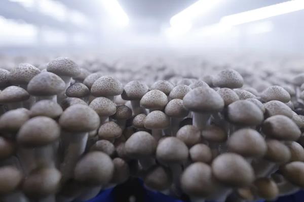 菌菇的种类，常见的有香菇、金针菇等