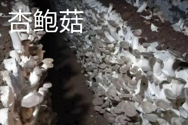 菌菇的种类，常见的有香菇、金针菇等