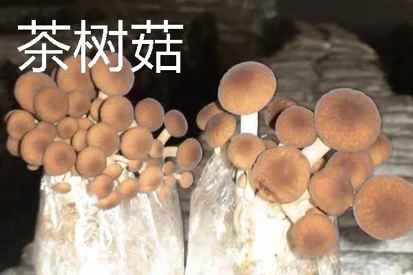 菌菇的种类，常见的有香菇、金针菇等