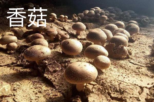 菌菇的种类，常见的有香菇、金针菇等