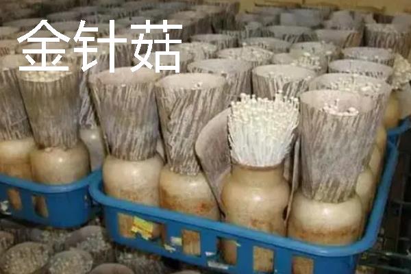 菌菇的种类，常见的有香菇、金针菇等
