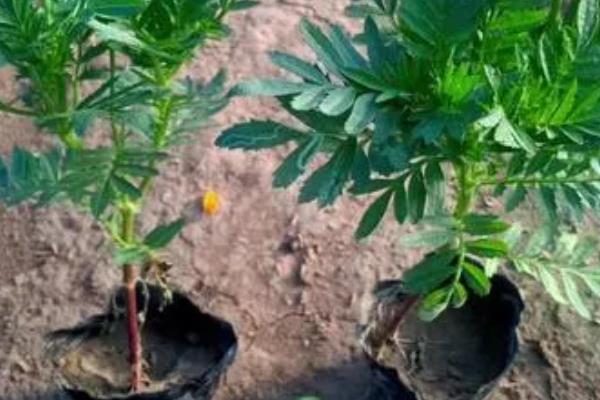 万寿菊不开花的原因及解决方式，可能是温度过低所致