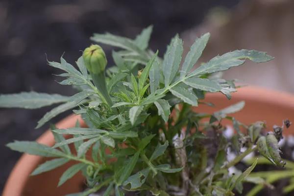 万寿菊不开花的原因及解决方式，可能是温度过低所致
