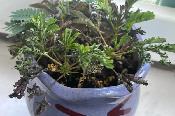 养殖含羞草是否有害，具有毒性触碰过多会引发不良反应