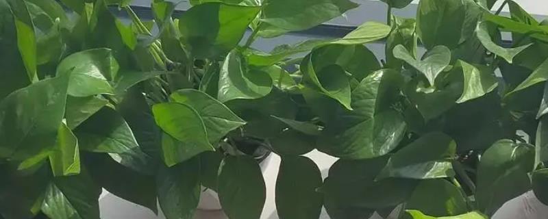 水培绿萝的养殖方法，使用透明且口径较大的玻璃花瓶