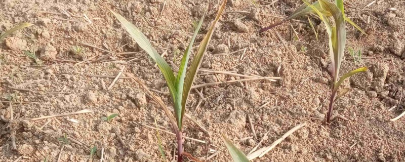 玉米苗枯病怎么防治，播种前用甲基硫菌灵等药物浸种