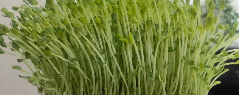 豌豆芽菜的培育方法，生长适温为18至23℃