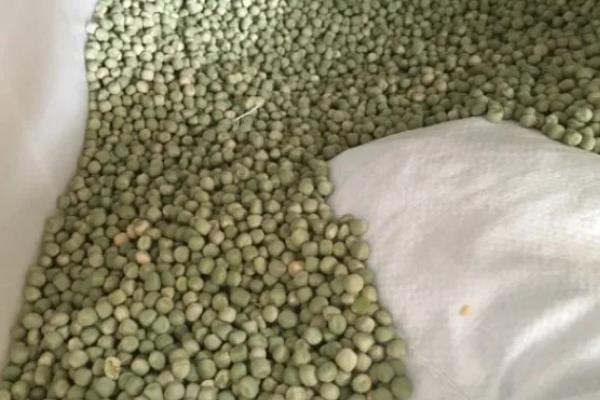 豌豆芽菜的培育方法，生长适温为18至23℃