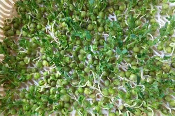 豌豆芽菜的培育方法，生长适温为18至23℃